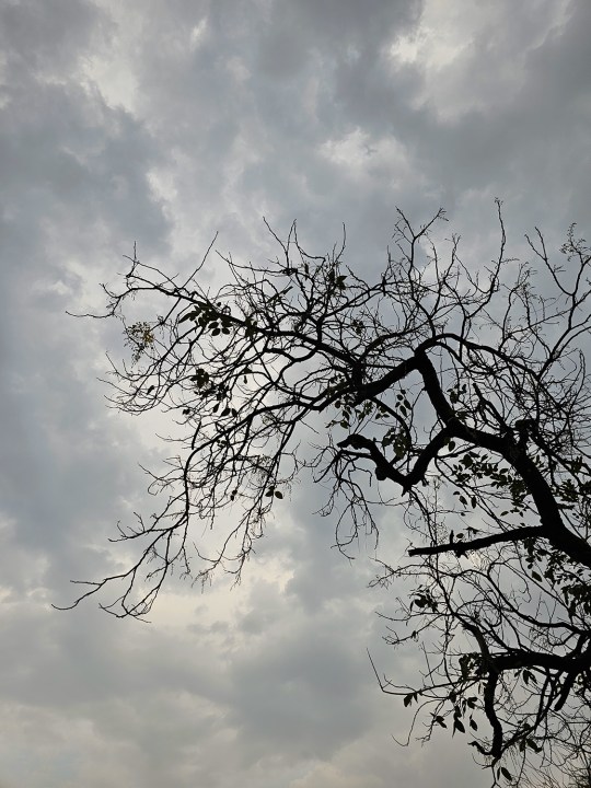 सैमसंग गैलेक्सी S23 अल्ट्रा द्वारा कैप्चर किए गए घने बादलों के खिलाफ एक पत्ती रहित पेड़ की शाखाएँ।
