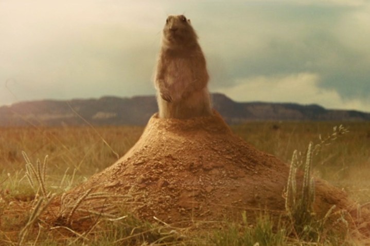 A prairie dog stands up from a mound of dirt in Indiana Jones and the Kingdom of the Crystal Skull.
