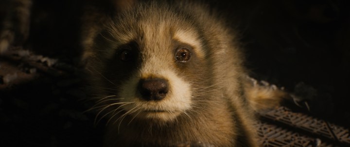 'Guardians of the Galaxy Vol. 3' Baby Rocket (voiced by Bradley Cooper) with a sad look on his face.