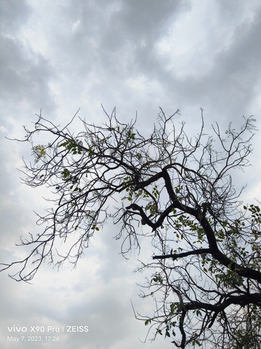 वीवो X90 प्रो द्वारा कैप्चर किए गए घने बादलों के खिलाफ एक पत्ती रहित पेड़ की शाखाएँ।