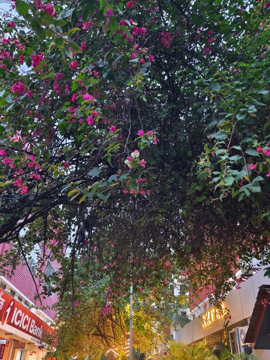 बोगेनविलिया के पेड़ की घनी पत्तियां और फूल वीवो एक्स90 प्रो द्वारा लिए गए हैं।