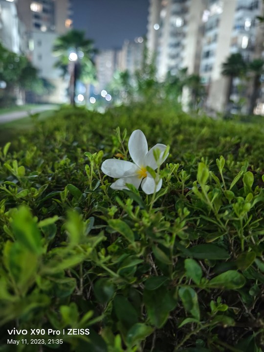 वीवो X90 प्रो द्वारा कैप्चर की गई झाड़ी पर प्लमेरिया फूल।