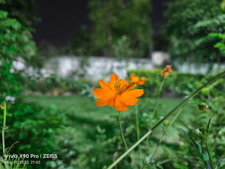 An orange flower under street light captured by Vivo X90 Pro.