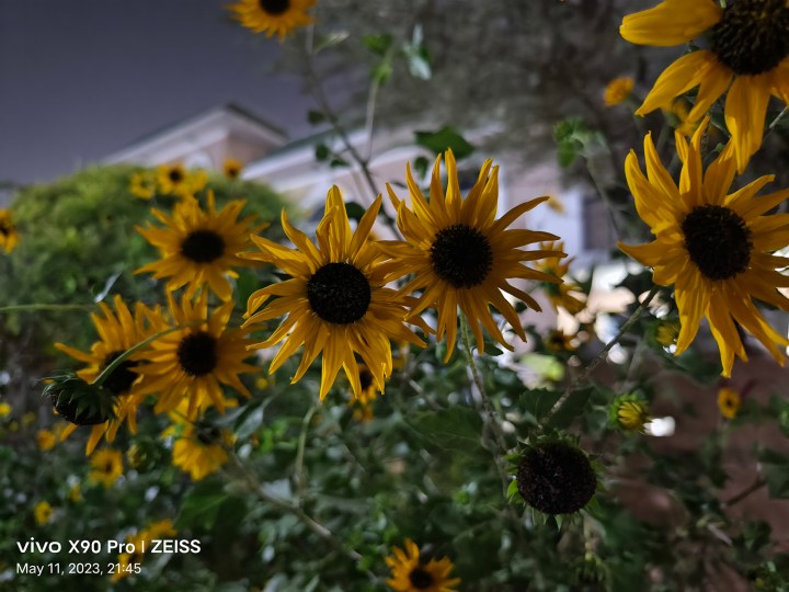 Sunflowers at night captured by Vivo X90 Pro.