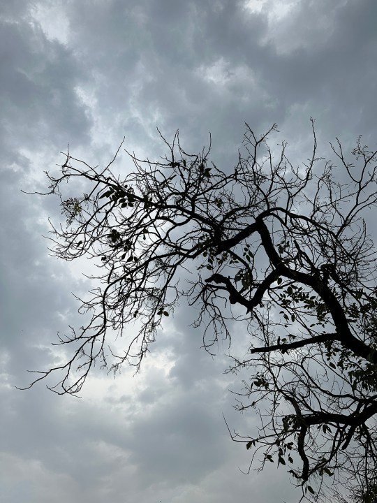 IPhone 14 प्रो द्वारा कैप्चर किए गए घने बादलों के खिलाफ एक पत्ती रहित पेड़ की शाखाएँ।