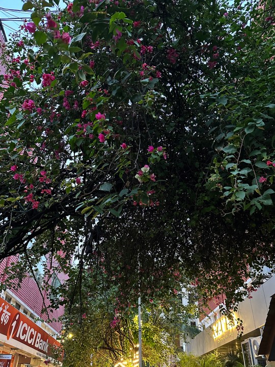घने बोगेनविलिया के पेड़ के पत्ते और झाड़ियाँ iPhone 14 प्रो द्वारा ली गई हैं।