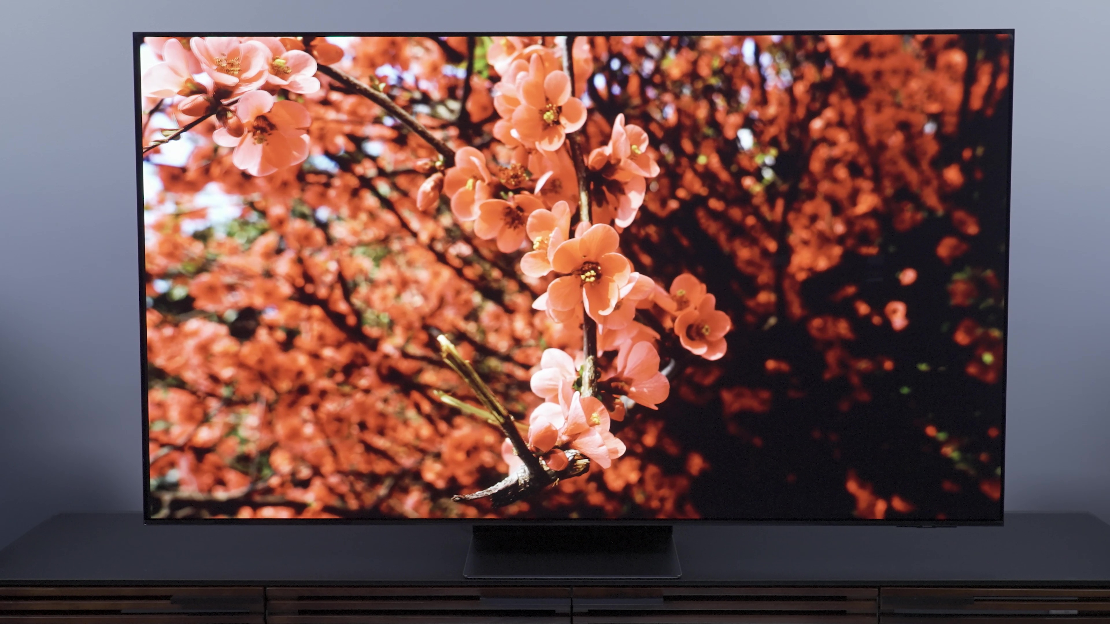 Closeups of cherry blossoms on a Samsung S95C OLED TV.