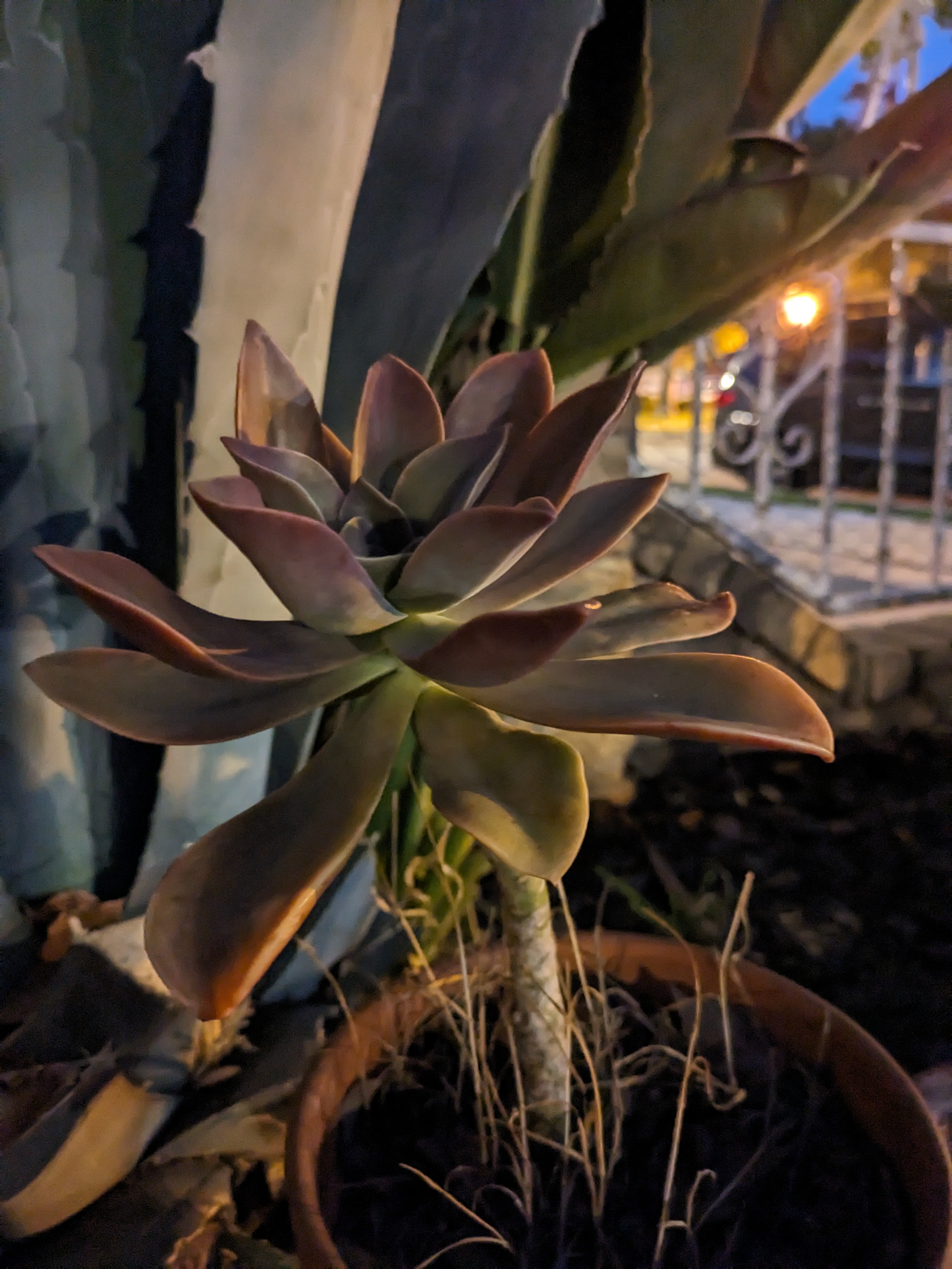 Night sight photo of a succulent taken with Google Pixel 7a