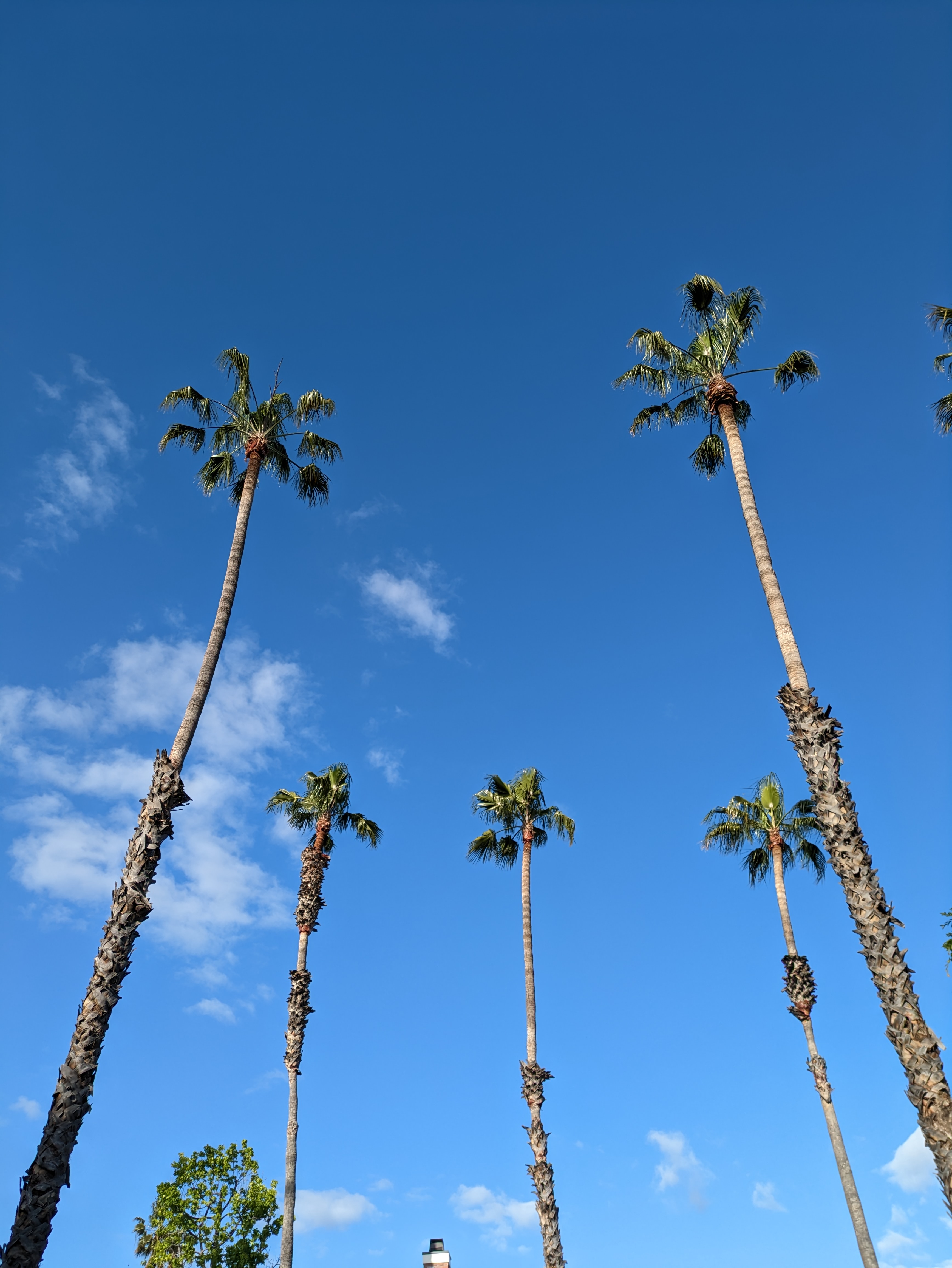 Palm trees taken with Google Pixel 7a