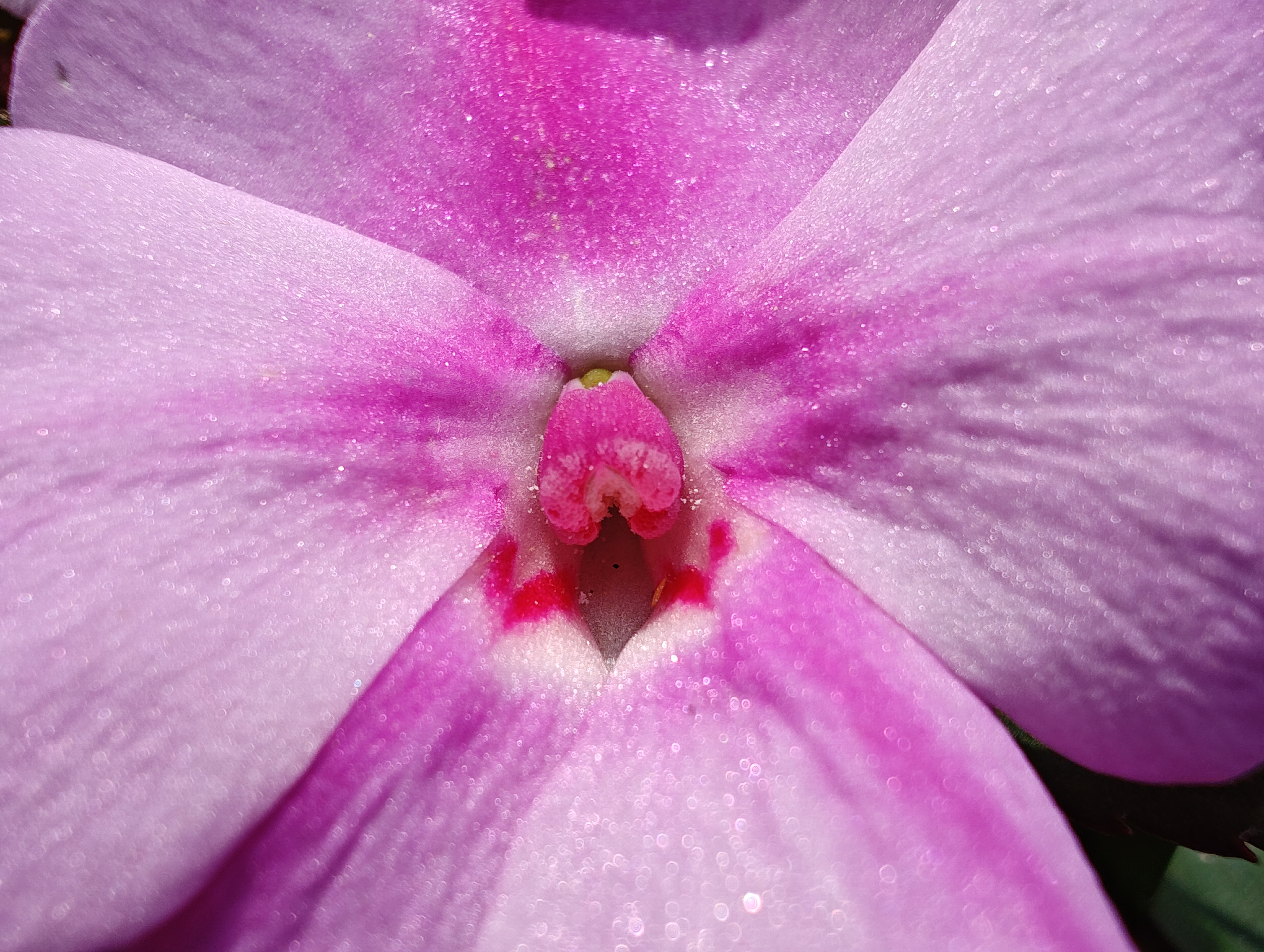 Macro photo of a pink flower, taken with the Motorola Edge Plus (2023).