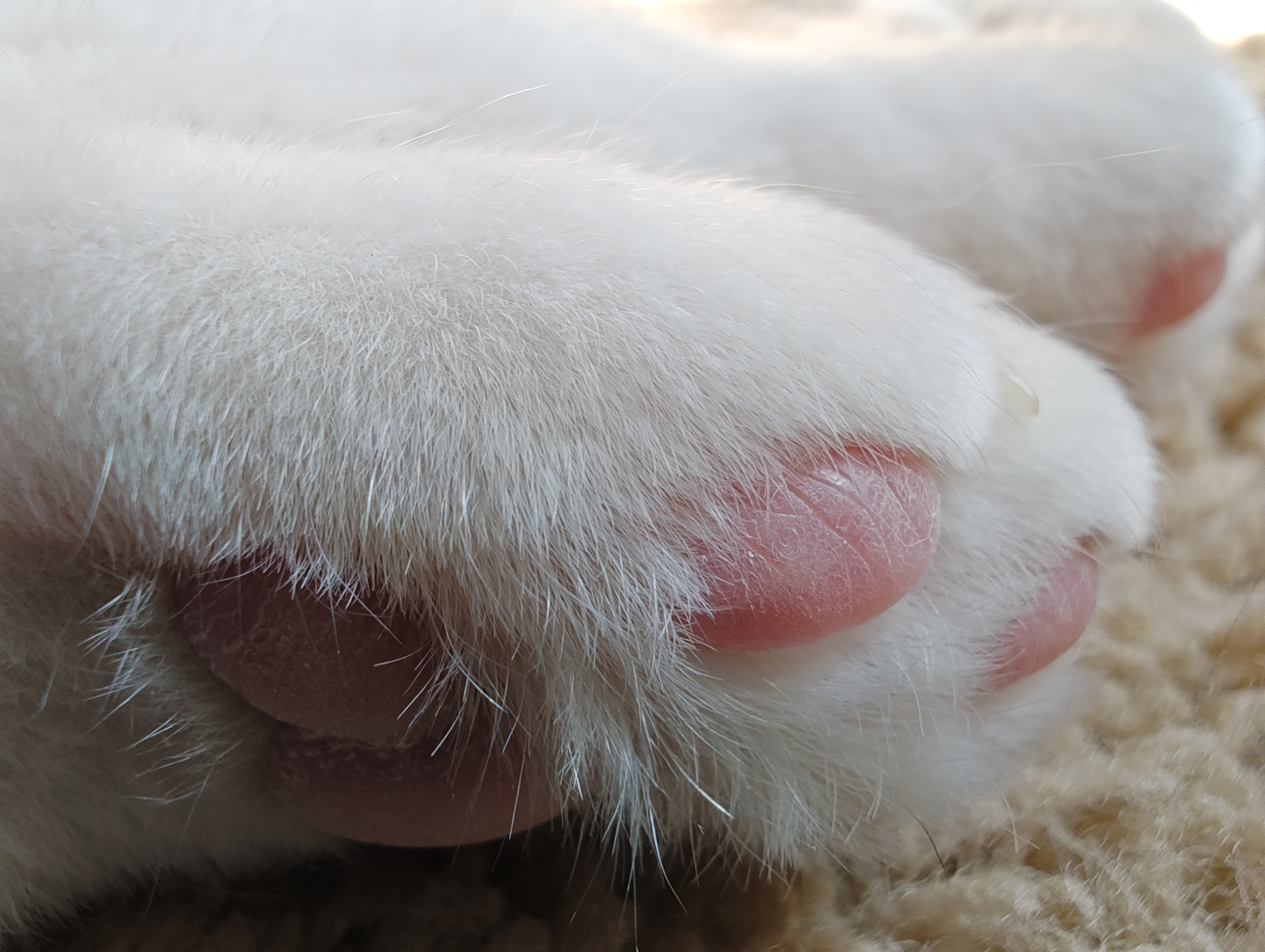 Macro photo of a cat's pink toes, taken with the Motorola Edge Plus (2023).
