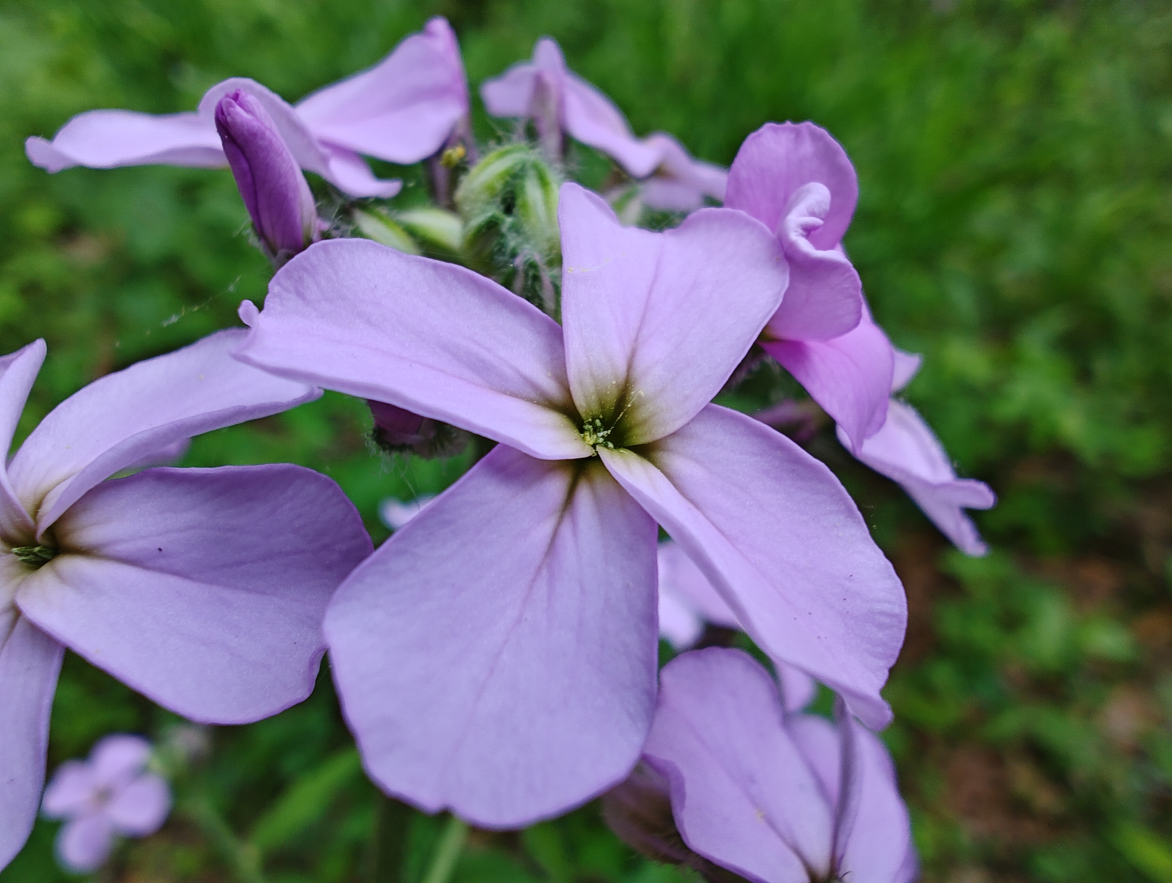 Macro photo of purple flowers, taken with the Motorola Edge Plus (2023).