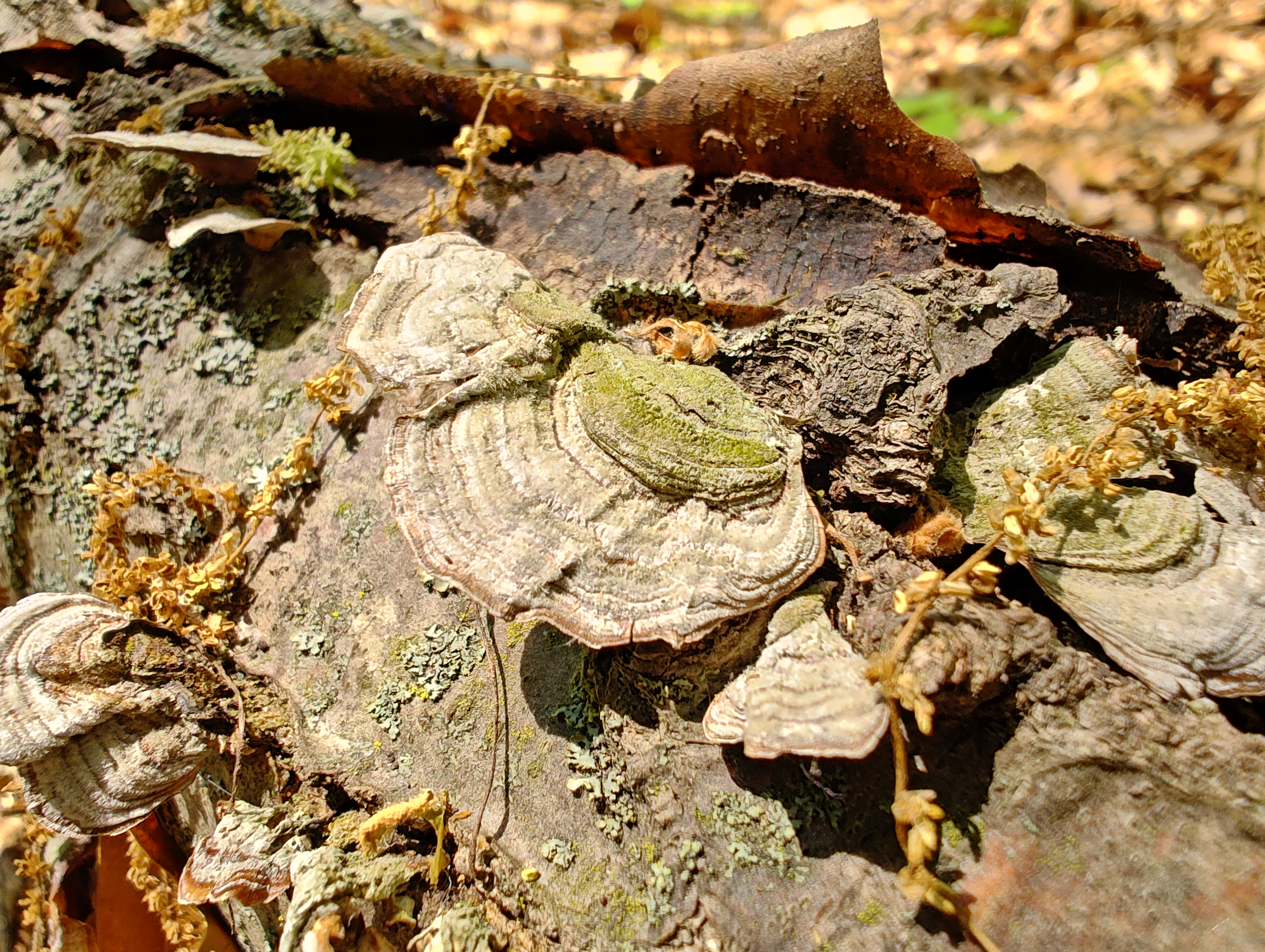 Macro photo of fungus on a dead log, taken with the Motorola Edge Plus (2023).