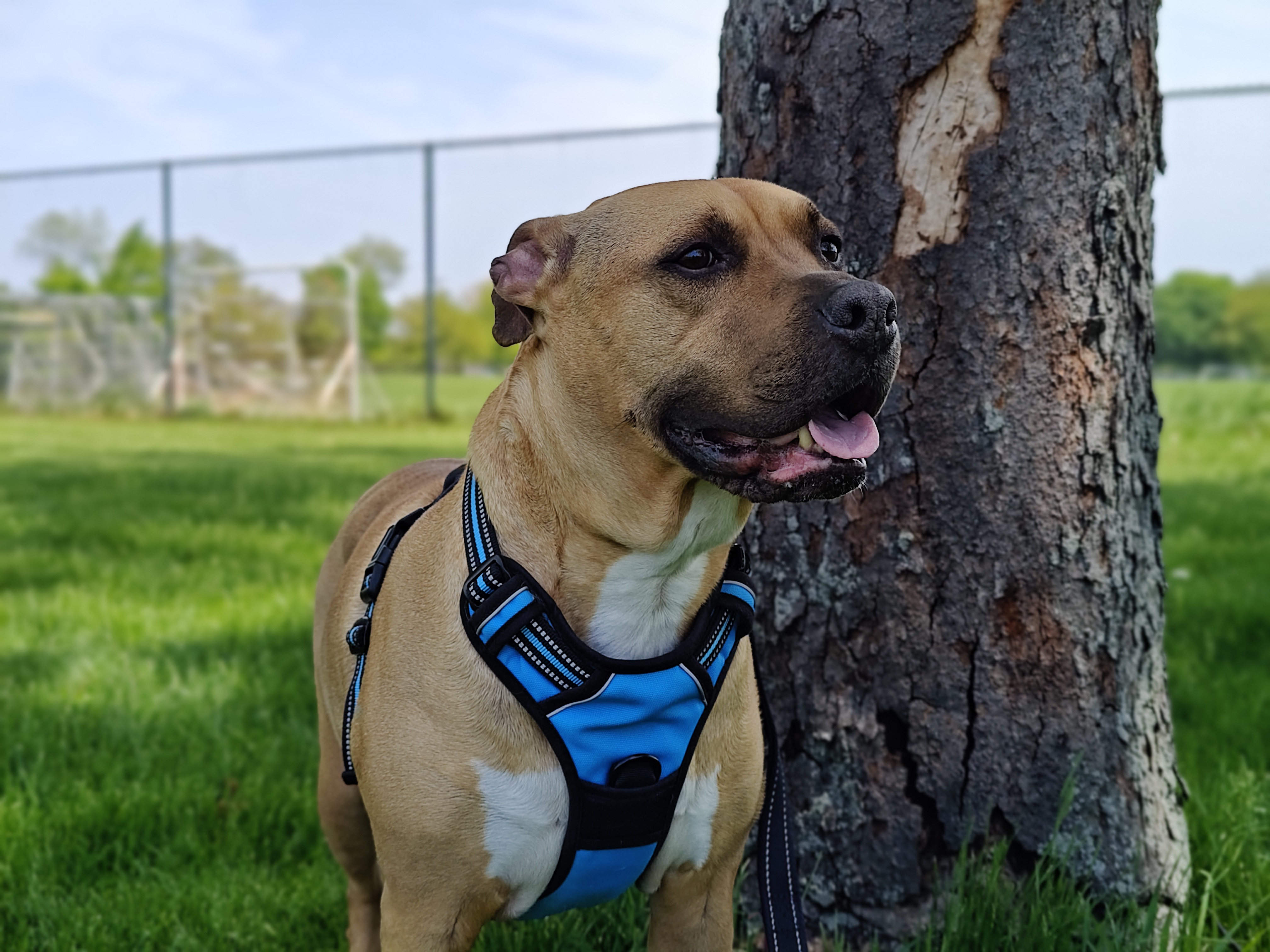 Portrait mode photo of a boxer mix dog, taken with the Motorola Edge Plus (2023).