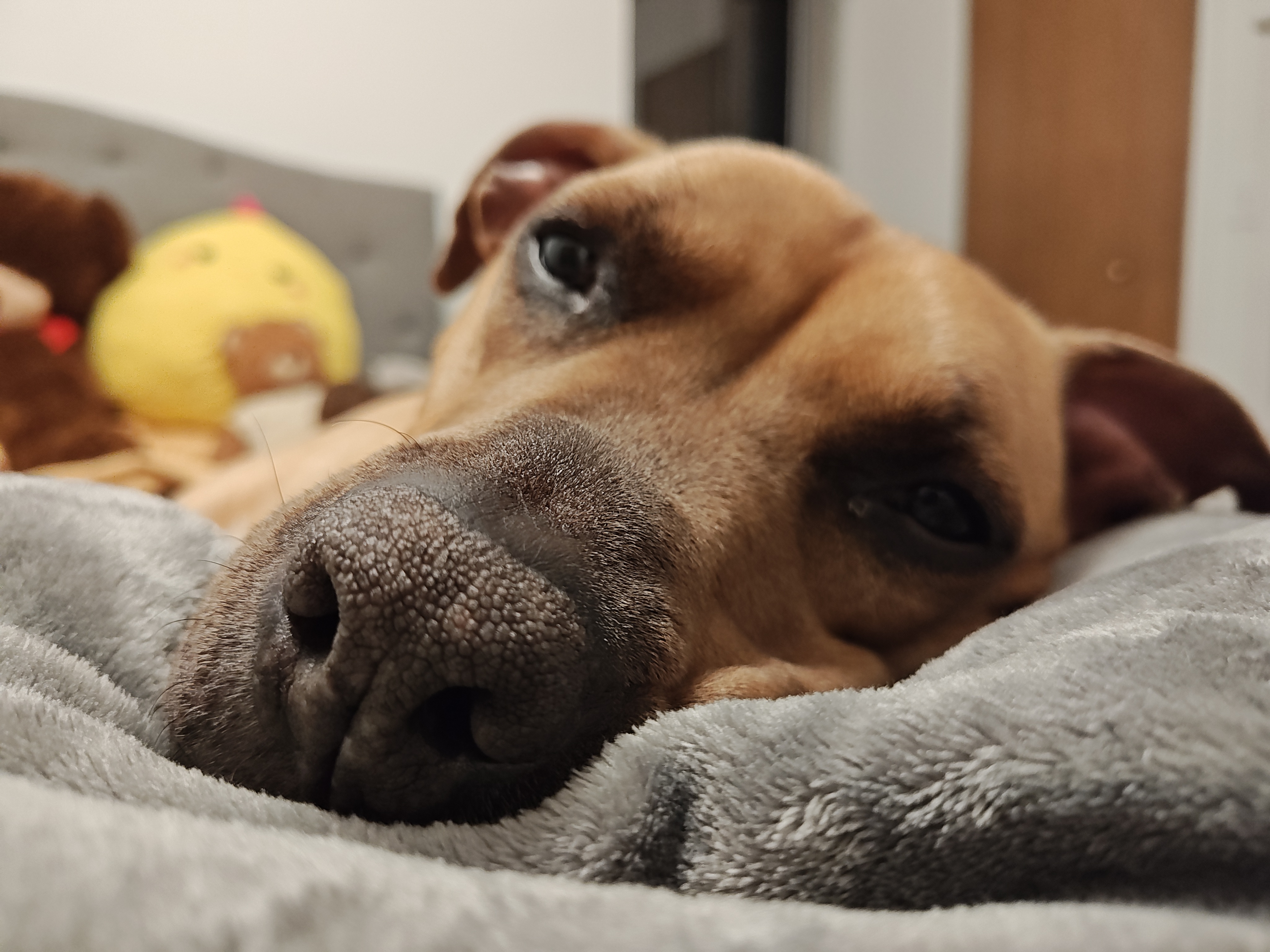 Close-up photo of a boxer mix dog, taken with the Motorola Edge Plus (2023).