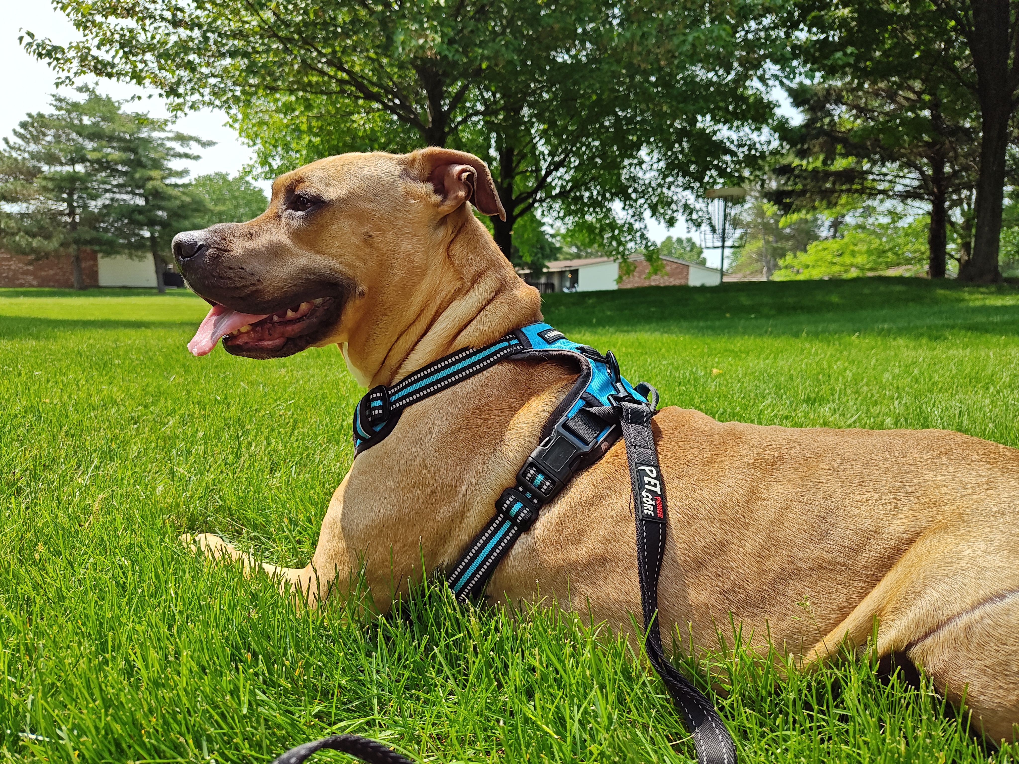 Photo of a boxer mix dog lying in the grass, taken with the Motorola Edge Plus (2023).