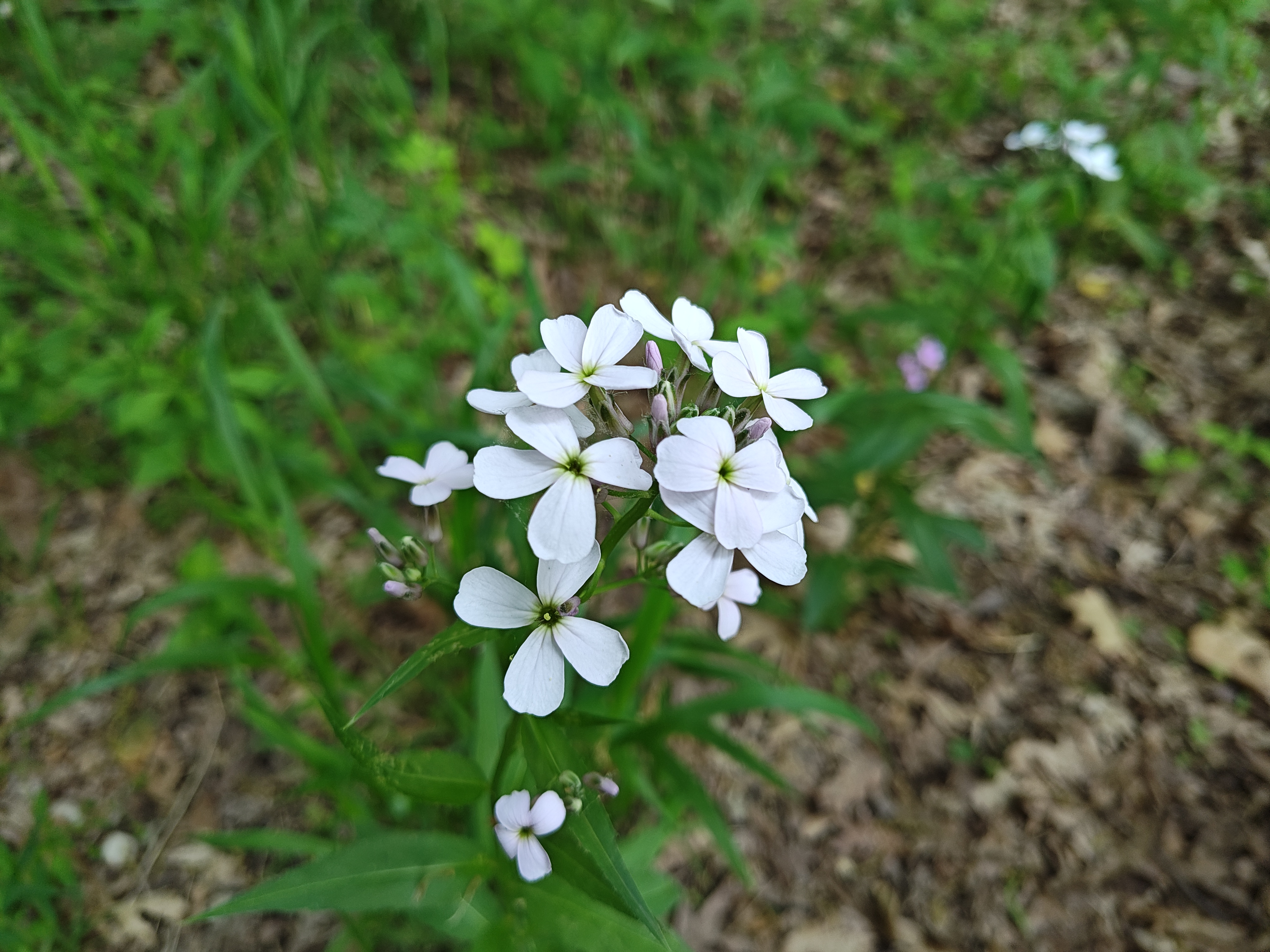 Close-up photo of white flowers, taken with the Motorola Edge Plus (2023).