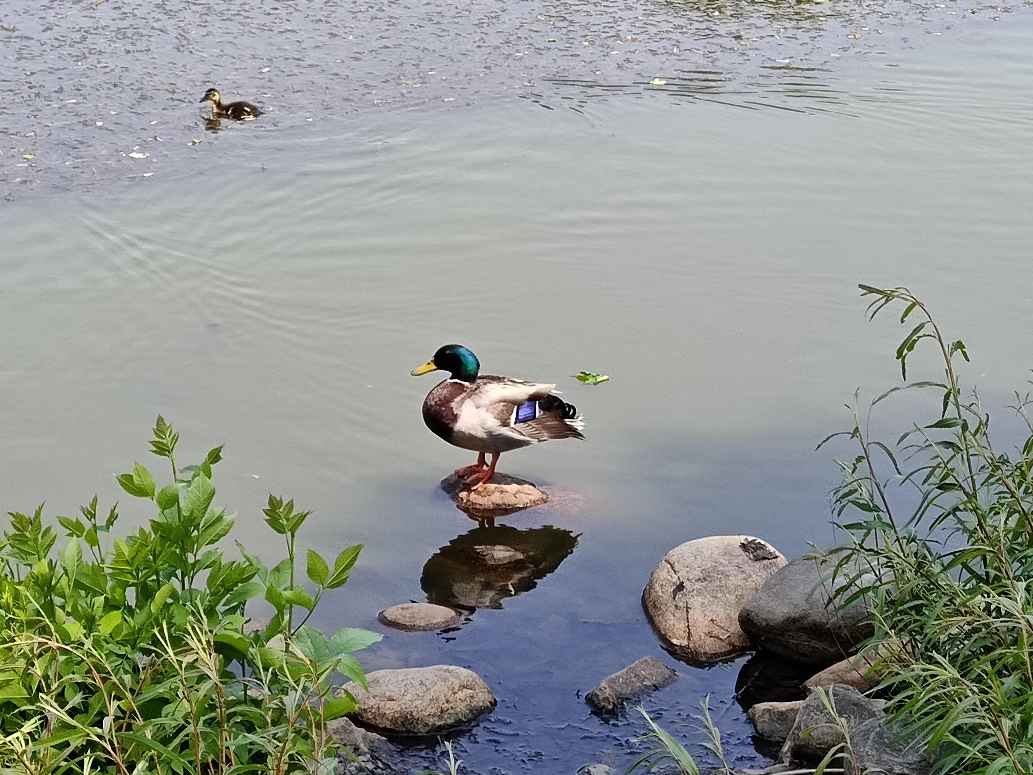 Photo of a duck on a rock, taken with the Motorola Edge Plus (2023).