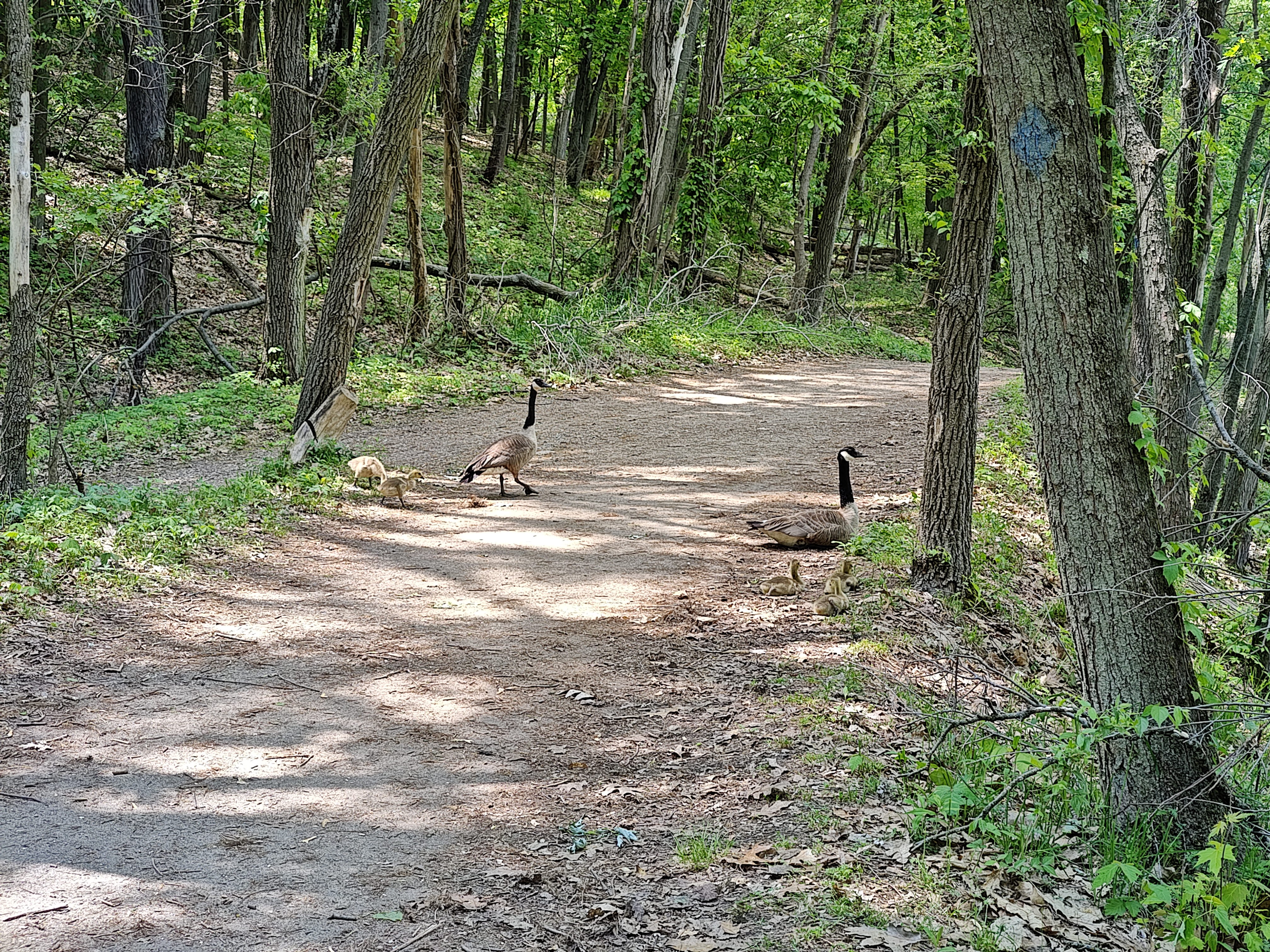 Photo of ducks walking on a nature trail, taken with the Motorola Edge Plus (2023).