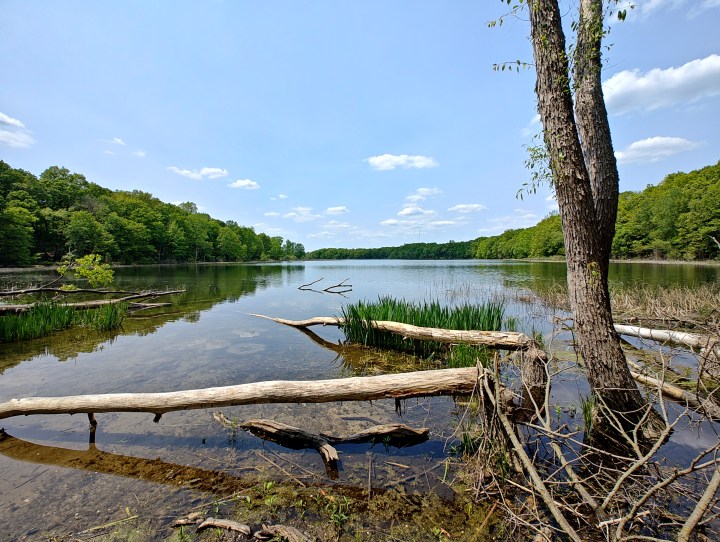 Photo of a large lake with downed trees in it, taken with the Motorola Edge Plus (2023).