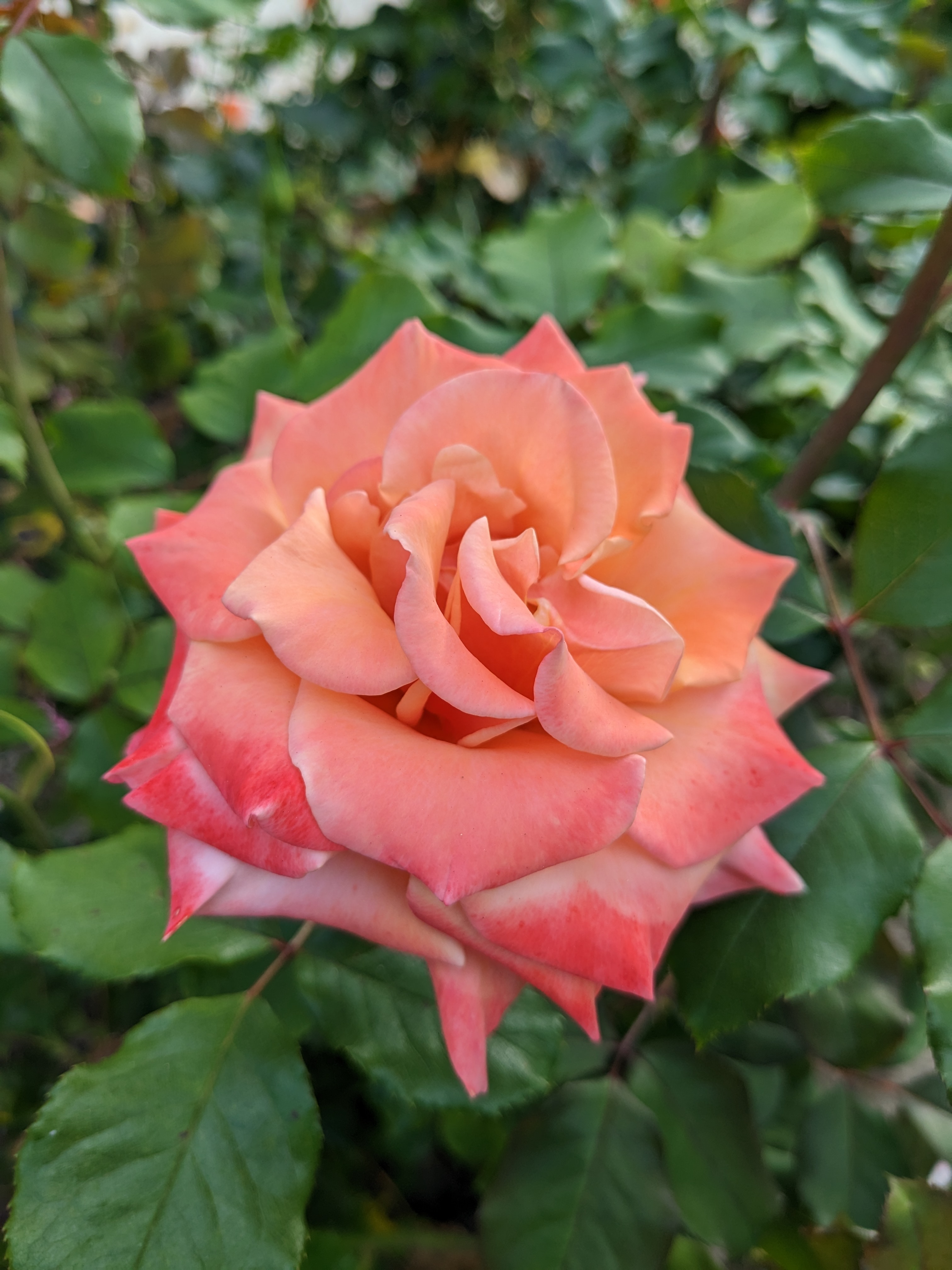 Pink orange flower taken with Google Pixel 6a main camera