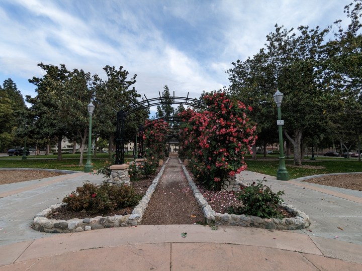 Rose garden taken with Google Pixel 6a ultrawide camera
