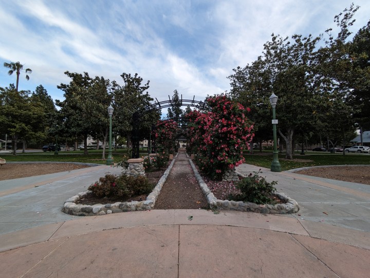 Rose garden taken with Google Pixel 7a ultrawide camera