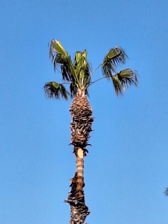 A 10x zoom of a palm tree taken with a Samsung Galaxy A54