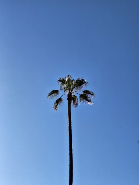 Palm tree 3x zoom taken with a Samsung Galaxy A54