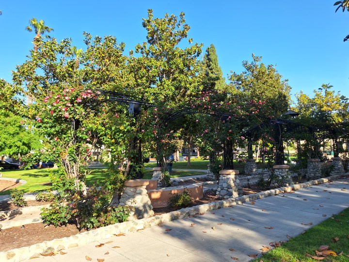 Rose garden taken with a Samsung Galaxy A54
