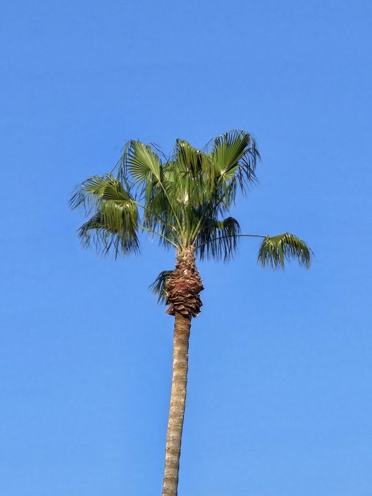Palm tree 10x zoom taken with a Samsung Galaxy S23