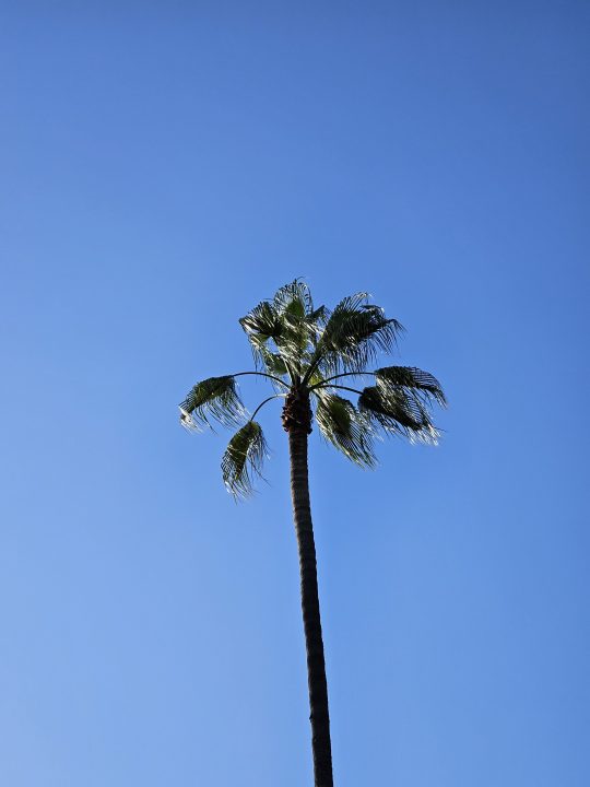 Palm tree 3x optical zoom taken with a Samsung Galaxy S23