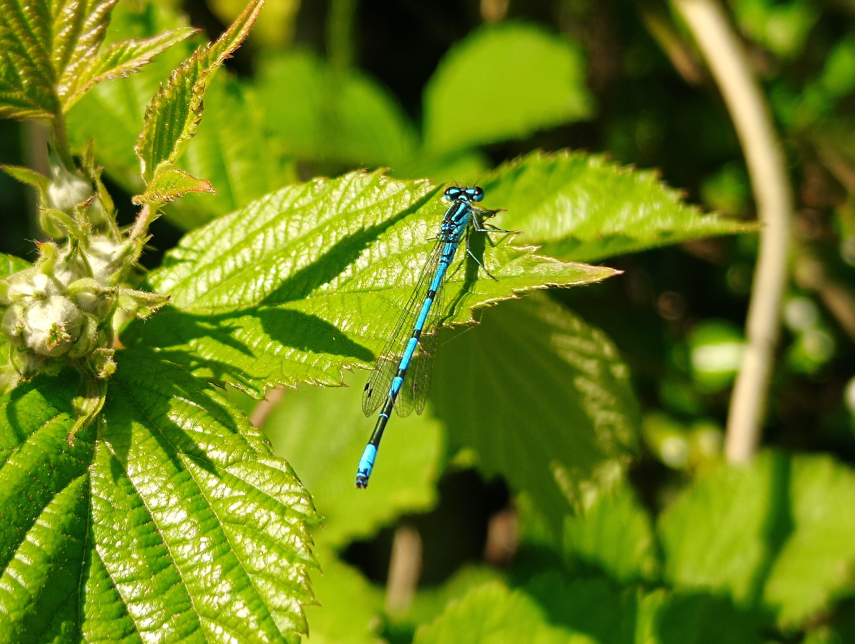 A 4x zoom photo taken with the Realme 11 Pro+.