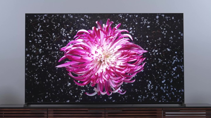 Primo piano di una dalia magenta su un mini TV LED Sony Bravia X93L.