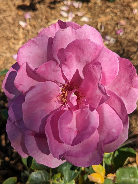 Fiore rosa scattato con Google Pixel Fold.
