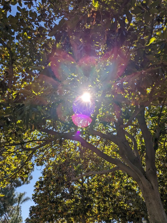 Il sole splende attraverso le foglie degli alberi, scattata con Google Pixel Fold.