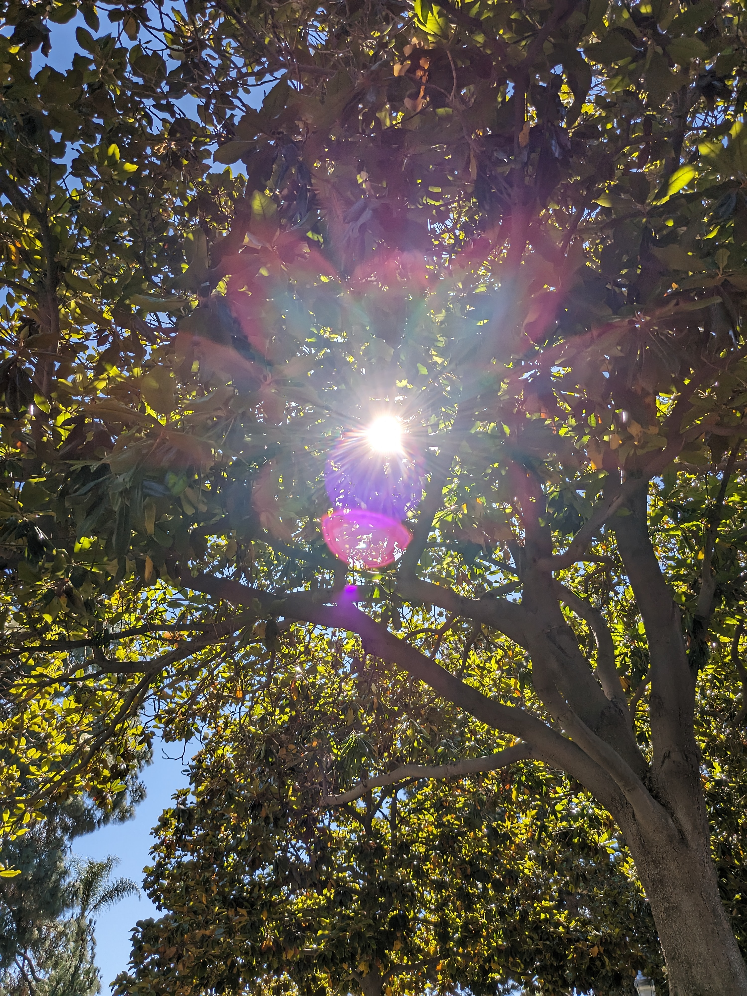 Sun shining through tree leaves taken with Google Pixel Fold.