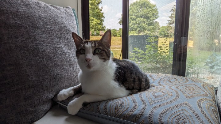 Photo of a cat sitting on a pillow by an open window.