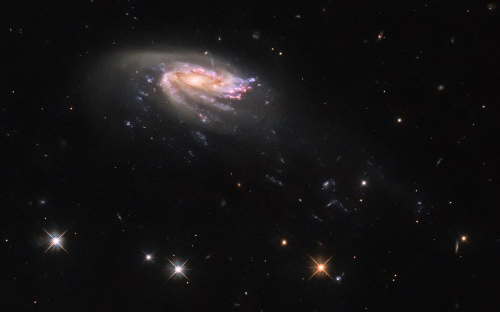 The jellyfish galaxy JO206 trails across this image from the NASA/ESA Hubble Space Telescope, showcasing a colorful star-forming disk surrounded by a pale, luminous cloud of dust. A handful of foreground bright stars with crisscross diffraction spikes stands out against an inky black backdrop at the bottom of the image. JO206 lies over 700 million light-years from Earth in the constellation Aquarius.