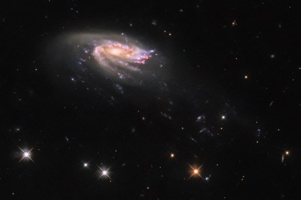 Hubble image of the week shows an unusual jellyfish galaxy