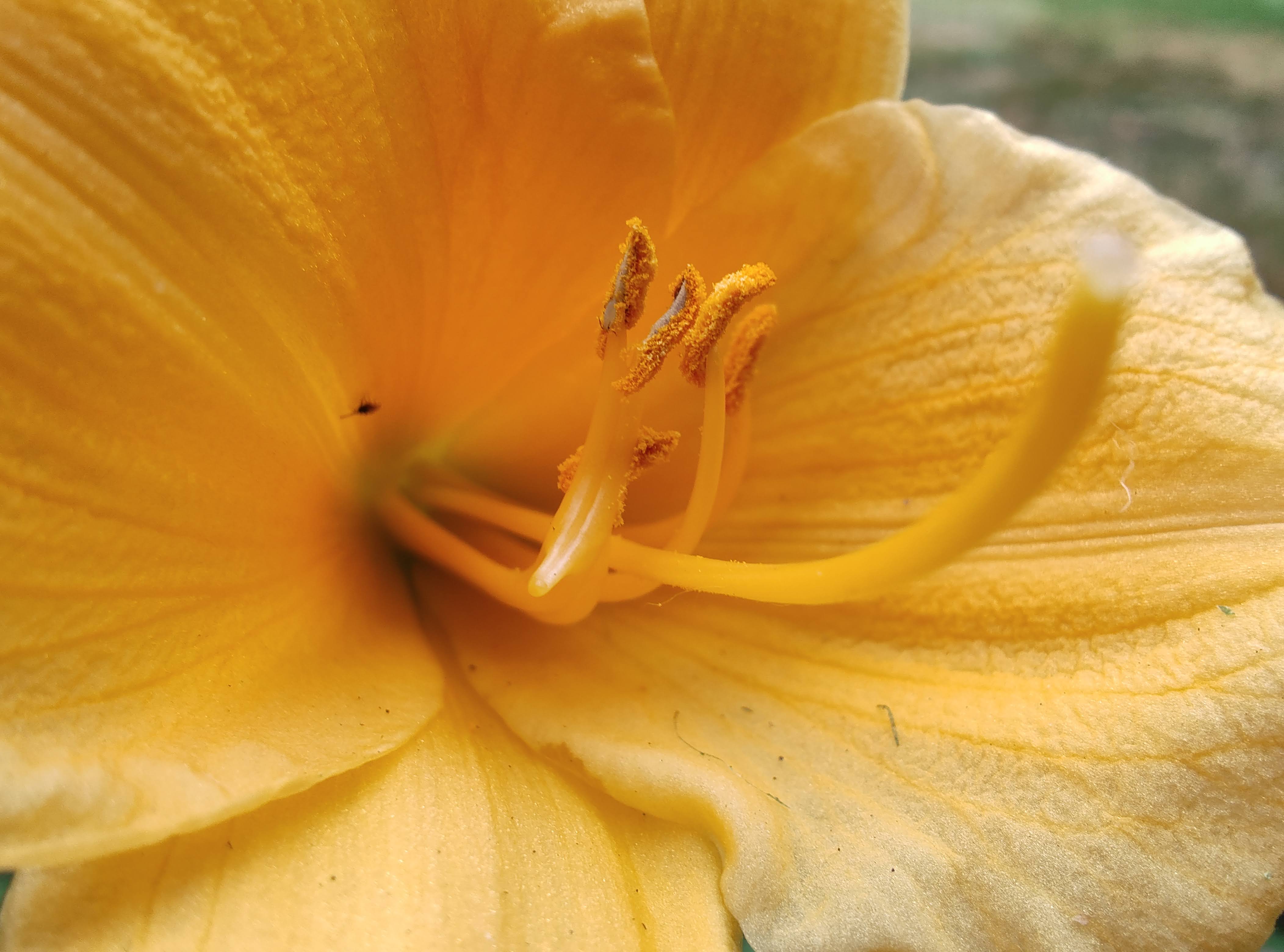Macro photo of a yellow flower, taken with the Motorola Razr Plus.