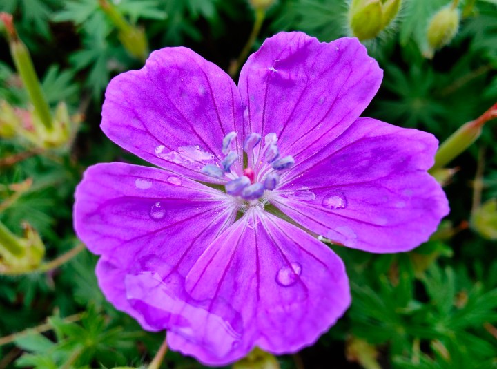 Foto macro di un fiore viola con goccioline d'acqua, scattata con il Motorola Razr Plus.
