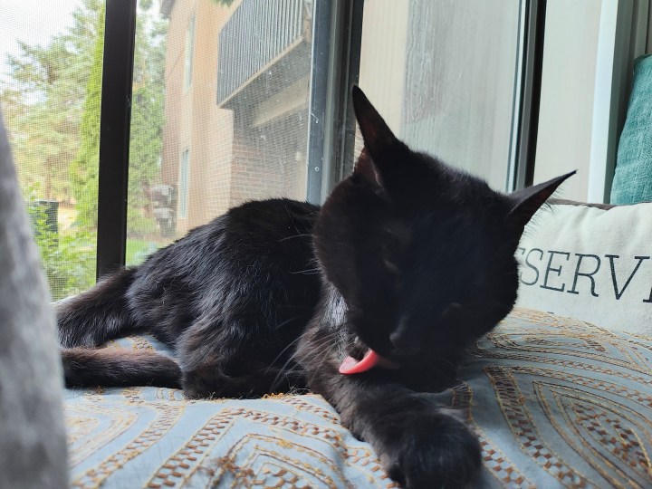 Foto di un gatto nero che si pulisce da solo, scattata con il Motorola Razr Plus.