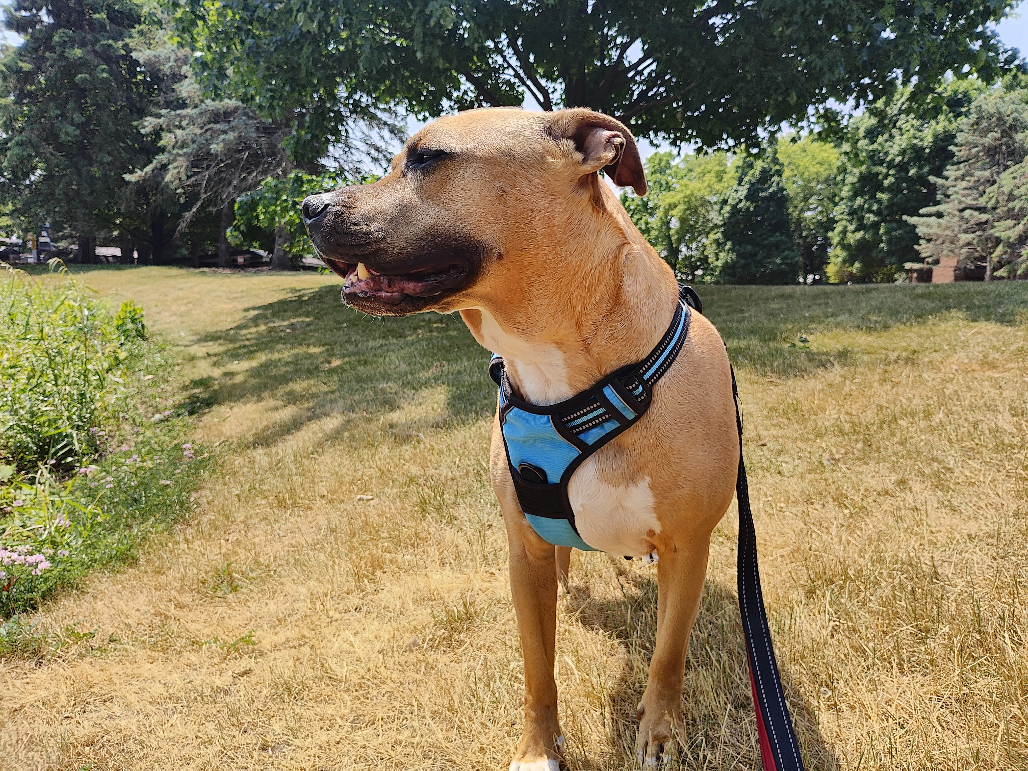 Photo of a boxer dog standing outside with a blue harness, taken with the Motorola Razr Plus.