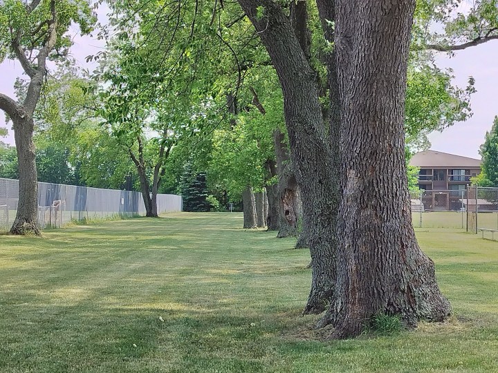 Photo d'arbres dans un parc prise avec le OnePlus Nord N30 5G.