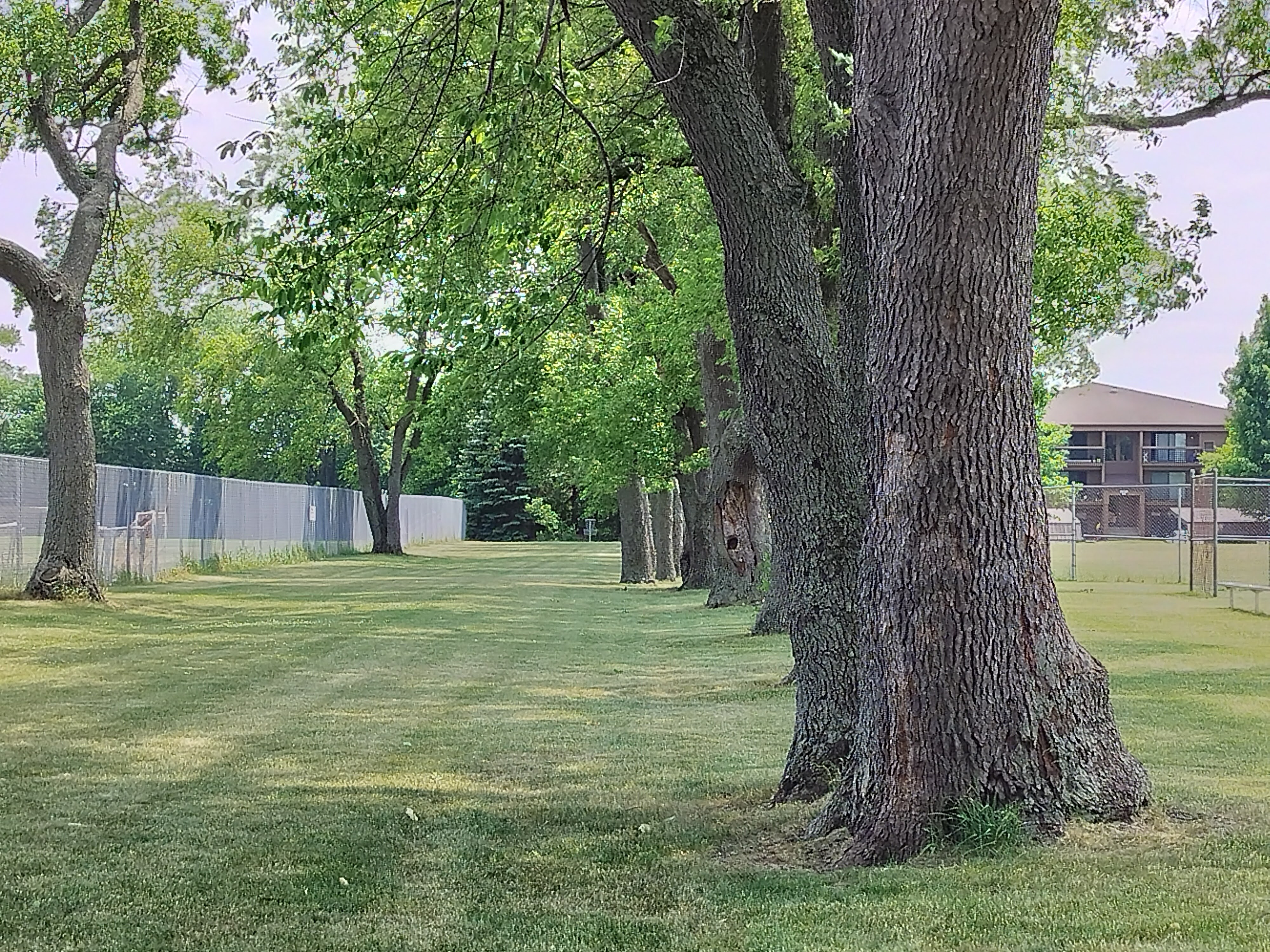 Photo of trees in a park taken with the OnePlus Nord N30 5G.