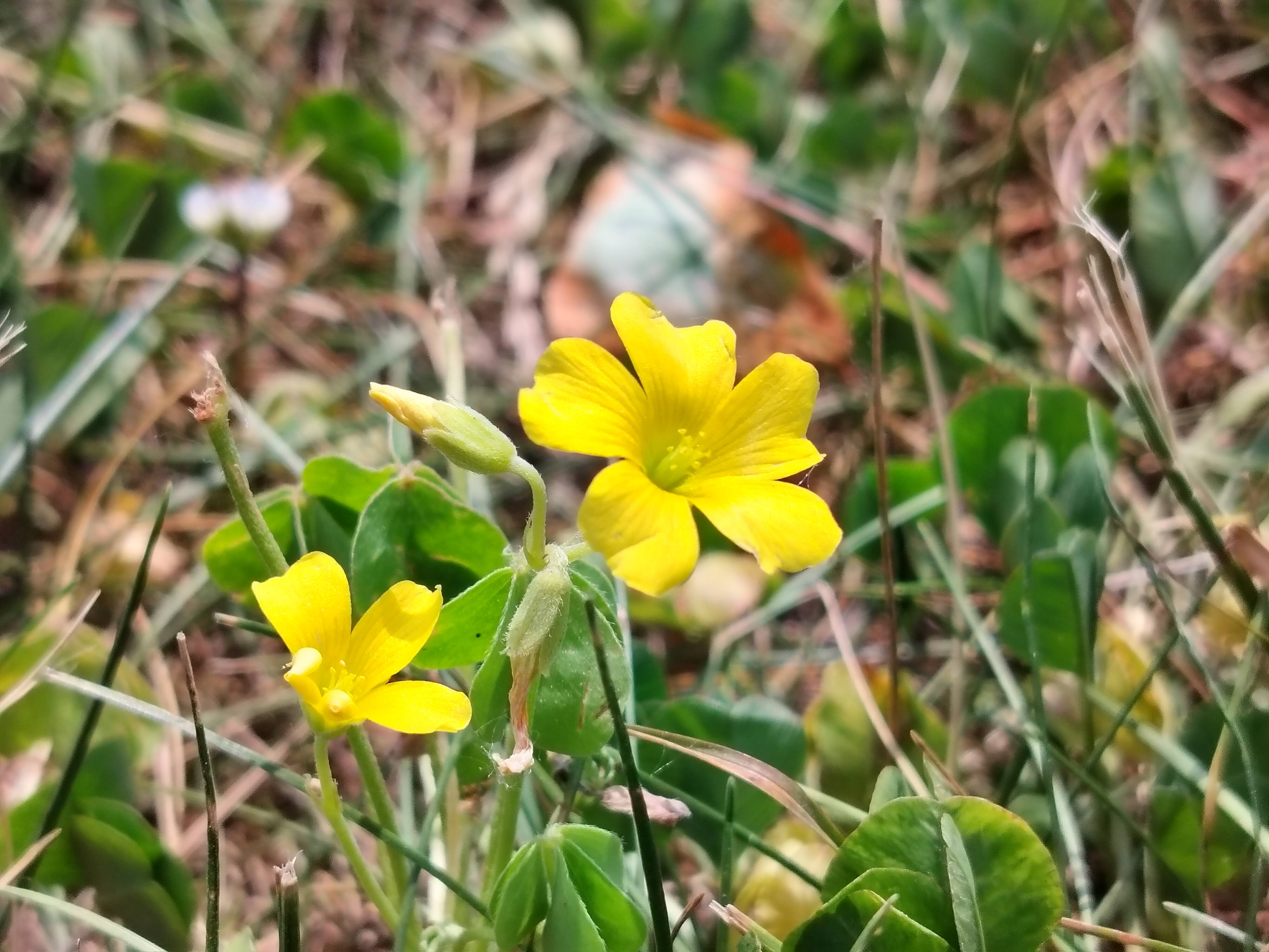 Close-up photo of yellow flowers taken with the OnePlus Nord N30 5G.