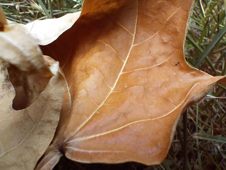 Photo macro d'une feuille prise avec le OnePlus Nord N30 5G.