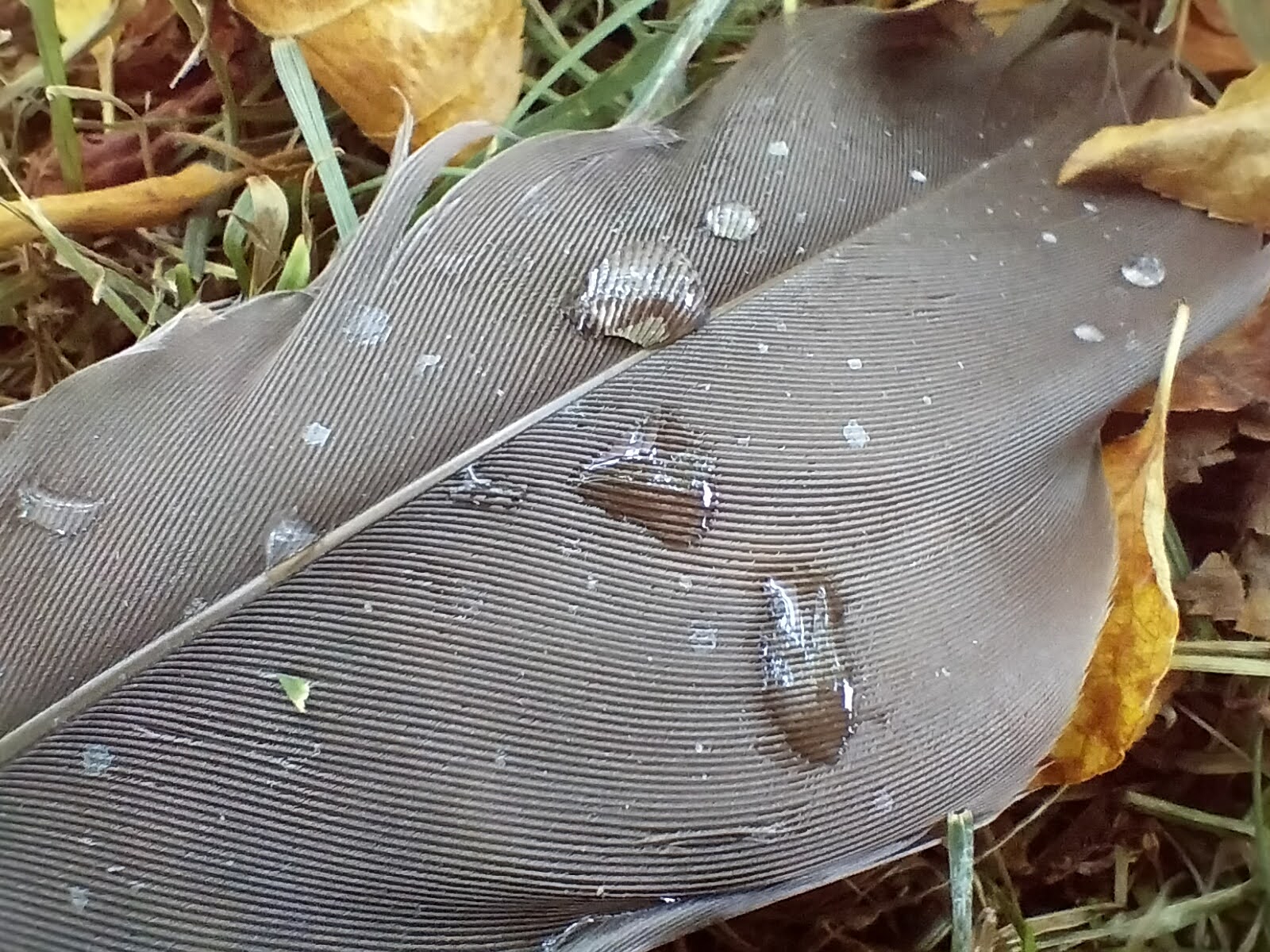 Macro photo of a goose feather with water droplets taken with the OnePlus Nord N30 5G.