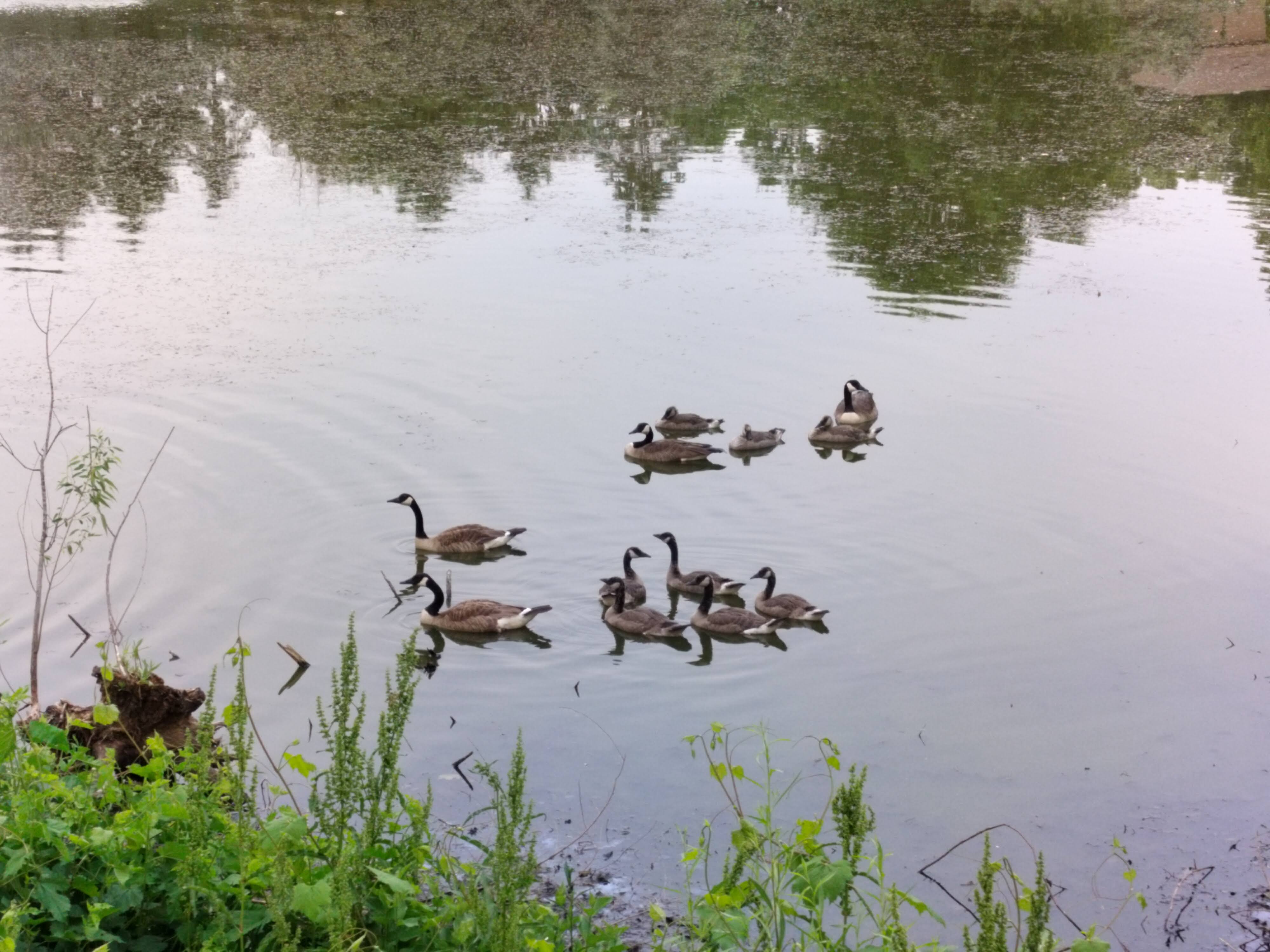 Photo of geese in a pond taken with the OnePlus Nord N30 5G.